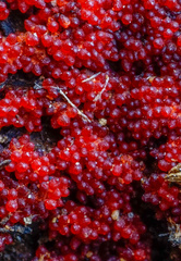 Dialonectria episphaeria