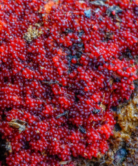 Dialonectria episphaeria