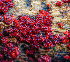 Dialonectria episphaeria