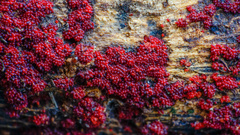 Dialonectria episphaeria