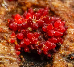 Dialonectria episphaeria