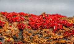 Dialonectria episphaeria