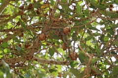 Epomophorus gambianus