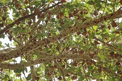 Epomophorus gambianus