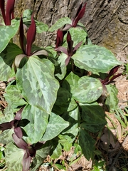 Trillium underwoodii