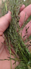 Eragrostis plana