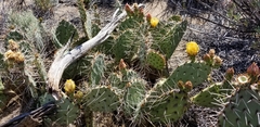 Opuntia × vaseyi