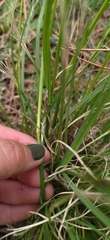 Eragrostis plana