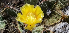 Opuntia × vaseyi