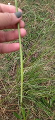 Eragrostis plana