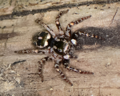 Anasaitis canosa
