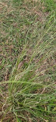 Eragrostis plana