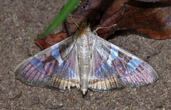 Glyphodes bitriangulalis