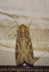 Spodoptera litura