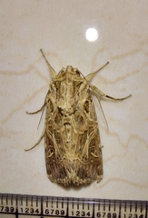 Spodoptera litura