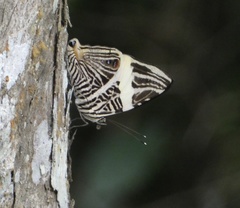 Colobura dirce wolcotti