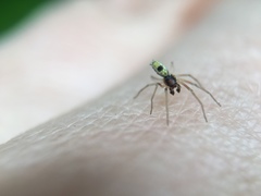 Nigma linsdalei