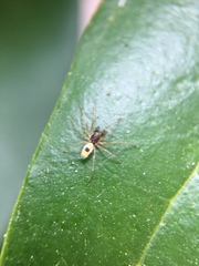 Nigma linsdalei