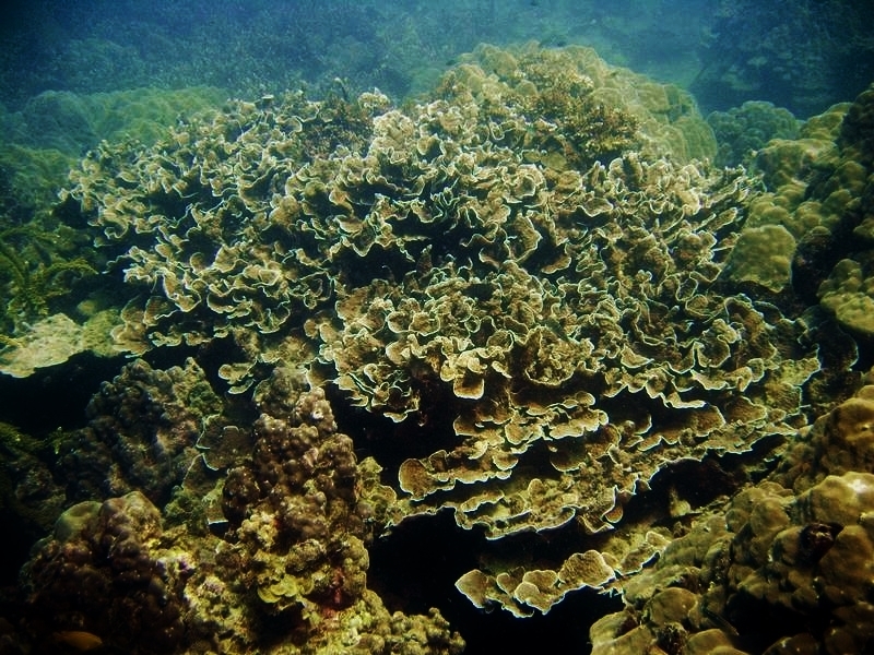 Hump Coral