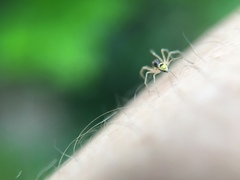 Nigma linsdalei