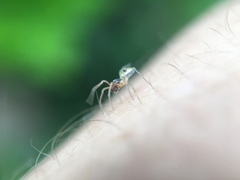Nigma linsdalei