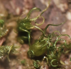 Weissia longifolia