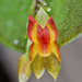 Lepanthes scopula - Photo (c) Sune Holt, some rights reserved (CC BY-NC), uploaded by Sune Holt