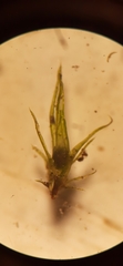 Weissia longifolia