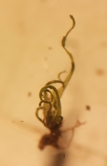 Weissia longifolia