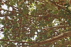 Epomophorus gambianus