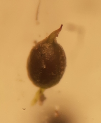 Weissia longifolia