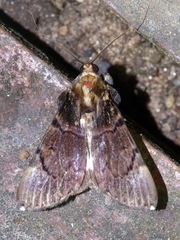 Audea bipunctata