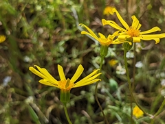 Senecio californicus