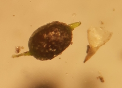 Weissia longifolia