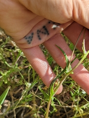 Senecio californicus