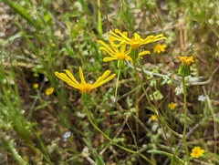 Senecio californicus