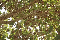 Epomophorus gambianus