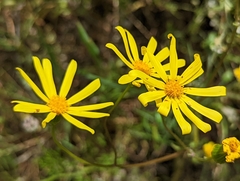 Senecio californicus