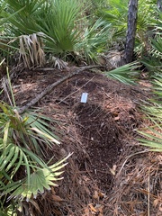 Alligator mississippiensis