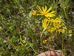 Senecio californicus