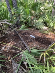 Alligator mississippiensis