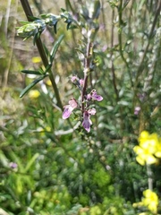 Teucrium creticum