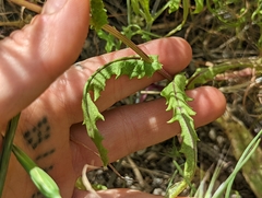 Senecio californicus