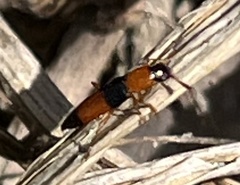 Languria trifasciata