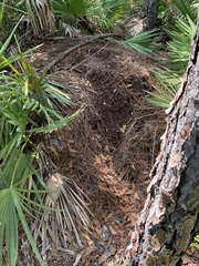 Alligator mississippiensis