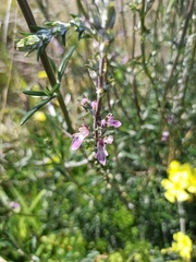 Teucrium creticum