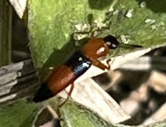 Languria trifasciata