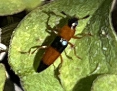 Languria trifasciata