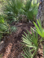 Alligator mississippiensis