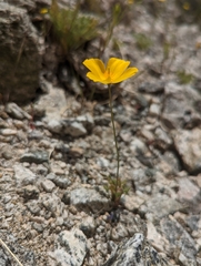 Eschscholzia androuxii